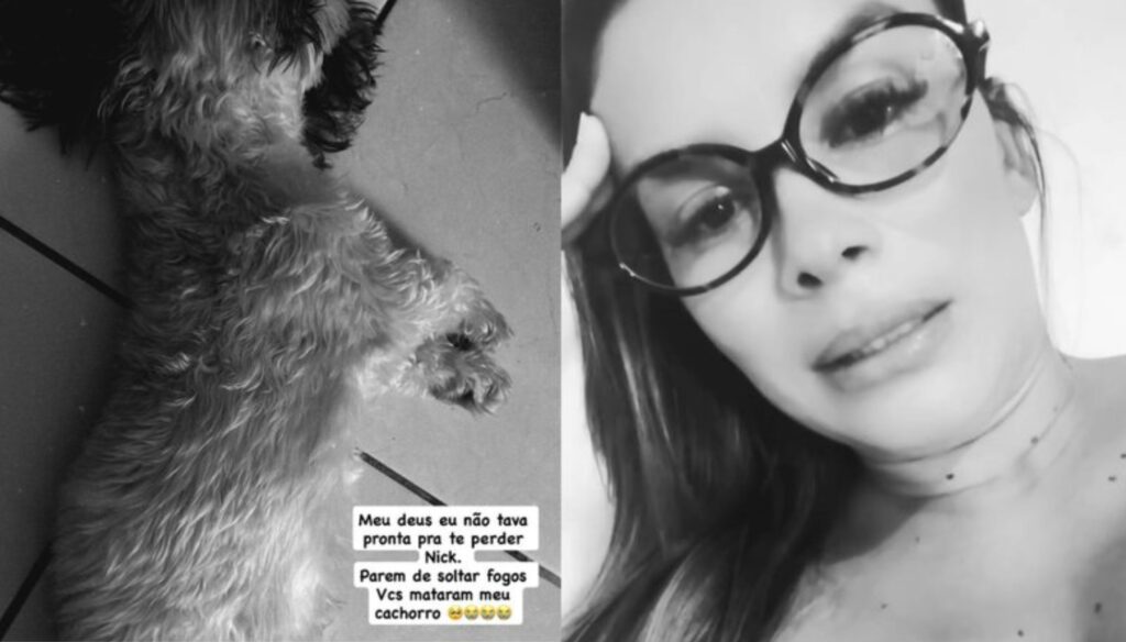 Cachorro morre em cidade do RN após se assustar com fogos durante jogo do Brasil: "Perdi meu amor de quatro patas"