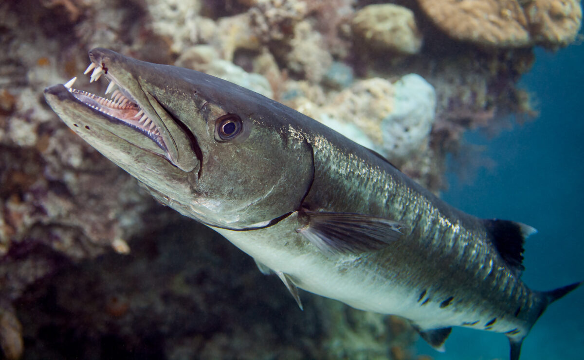 Peixe Bicuda (ou Barracuda)